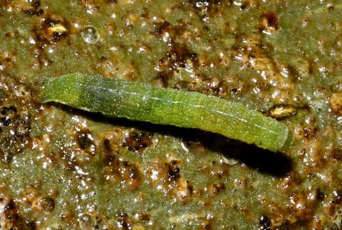 Phlogophora meticulosa