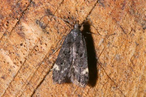 Dichomeris alacella