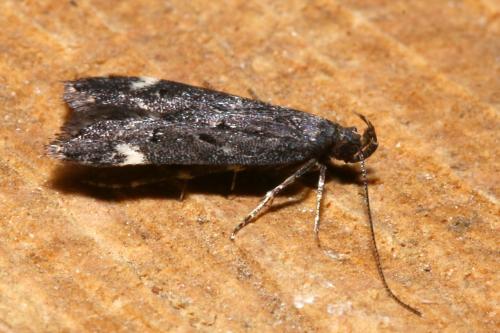 Dichomeris alacella