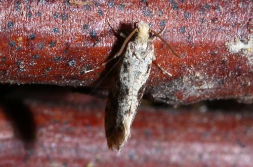 Réf. 178 604 : Nemapogon sp.