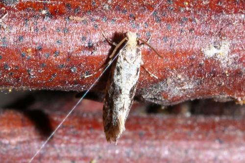 Réf. 178 607 : Nemapogon sp.