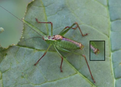 Leptophyes punctatissima