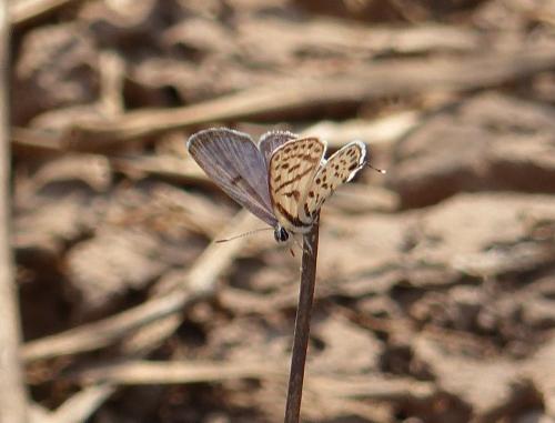 Tarucus sp.