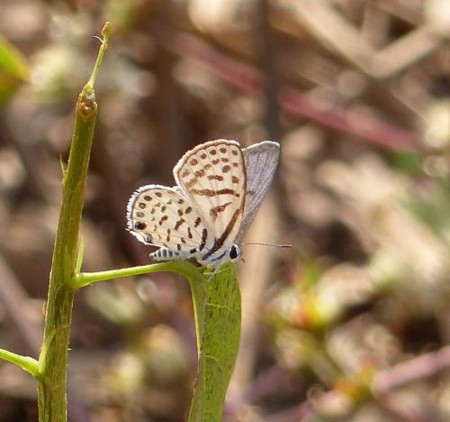 Tarucus sp.