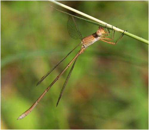 Réf. 178 146 : Lestes umbrinus
