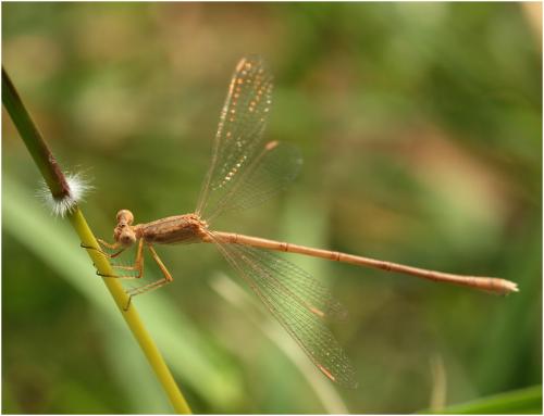 Réf. 178 148 : Lestes umbrinus
