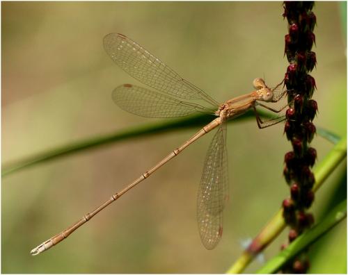 Réf. 178 147 : Lestes umbrinus