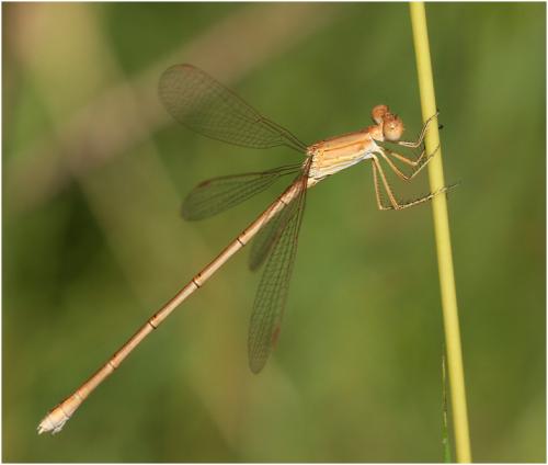 Réf. 178 149 : Lestes umbrinus
