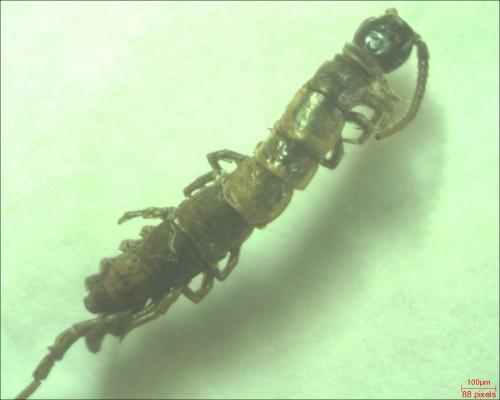 Lithobius sp.