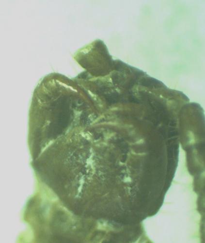 Lithobius sp.