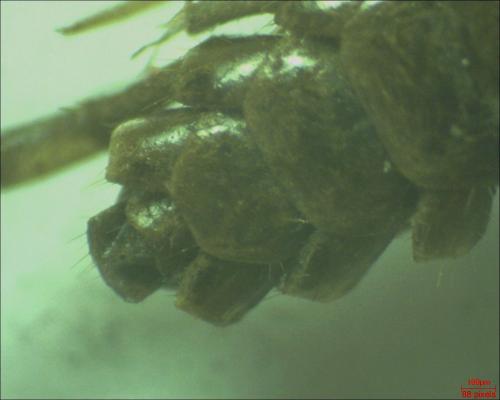 Réf. 178 263 : Lithobius sp.
