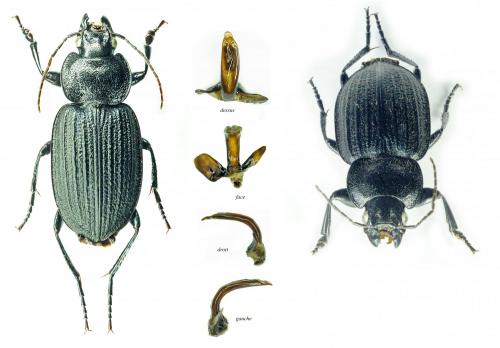 Licinus silphoides