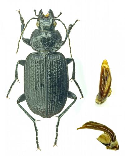 Réf. 178 151 : Licinus punctatulus