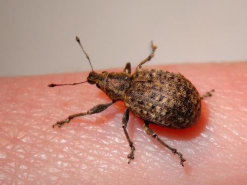Liophloeus tessulatus