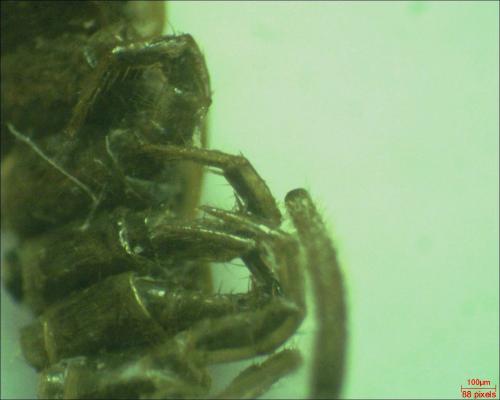 Réf. 178 264 : Lithobius sp.