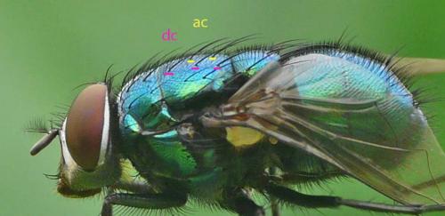 Lucilia ampullacea