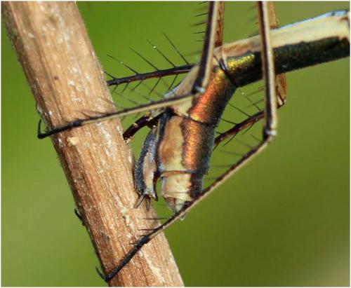 Lestes virens