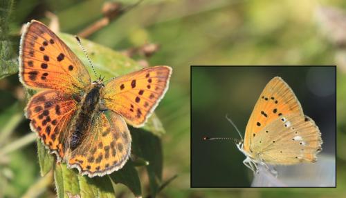 Lycaena virgaureae