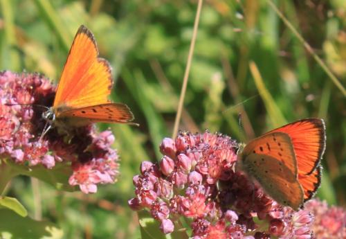 Lycaena virgaureae