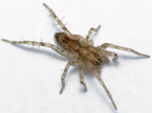 Réf. 178 133 : Anyphaena accentuata
