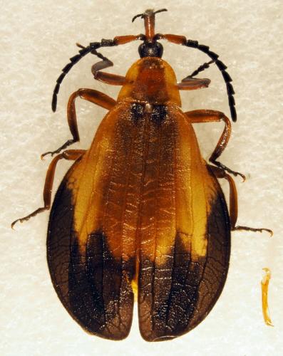 Lycus sp.