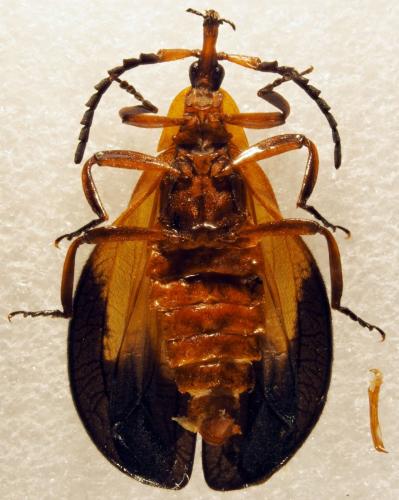 Réf. 178 277 : Lycus sp.