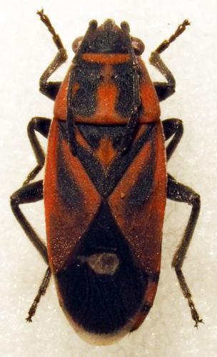 Aspilocoryphus fasciaventris