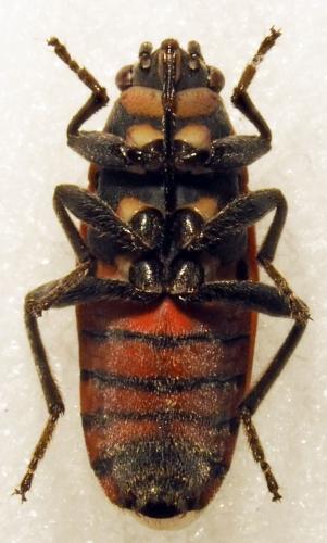 Aspilocoryphus fasciaventris