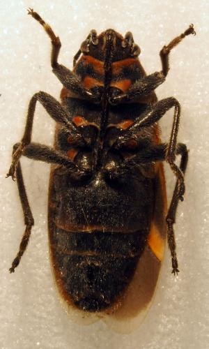 Réf. 178 656 : Graptostethus sp.