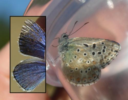 Polyommatus bellargus