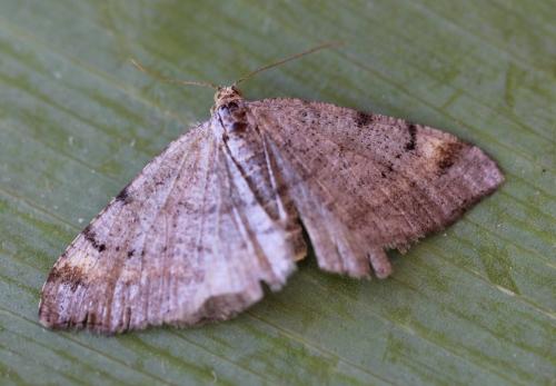 Réf. 178 070 : Macaria liturata