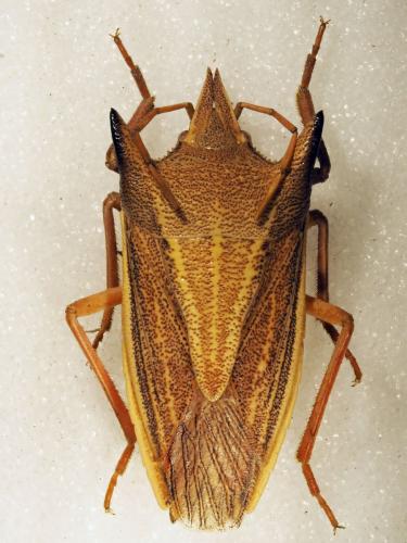 Macrina juvenca