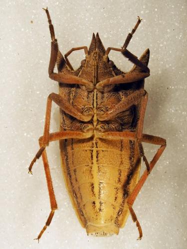 Macrina juvenca