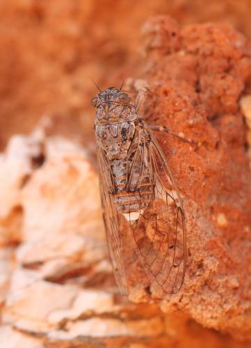 Cicada cretensis