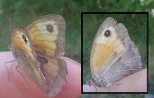 Maniola jurtina