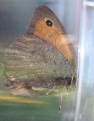 Hyponephele sp.