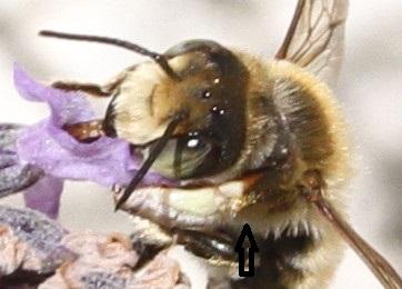 Réf. 178 821 : Megachile maritima
