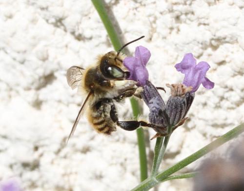 Réf. 178 476 : Megachile maritima