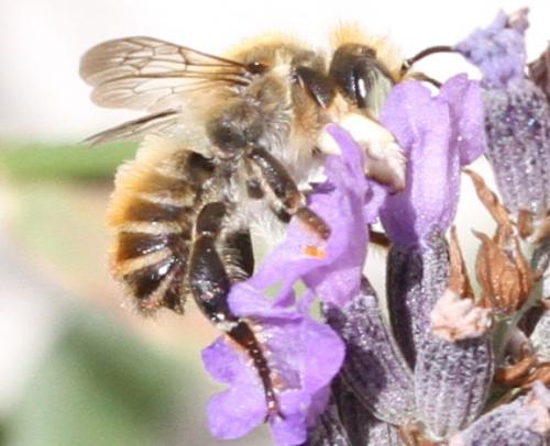Réf. 178 820 : Megachile maritima