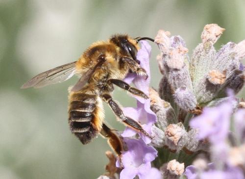 Réf. 178 491 : Megachile maritima