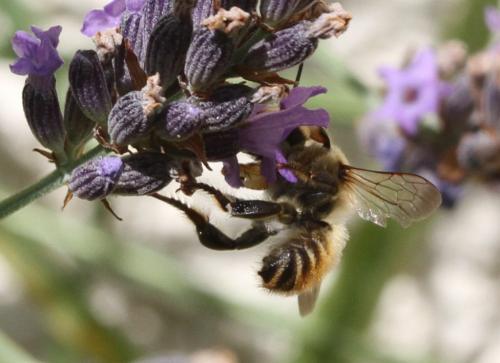 Réf. 178 477 : Megachile maritima