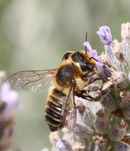 Réf. 178 492 : Megachile maritima