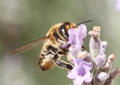 Réf. 178 493 : Megachile maritima