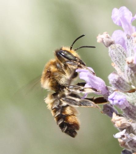 Réf. 178 490 : Megachile maritima