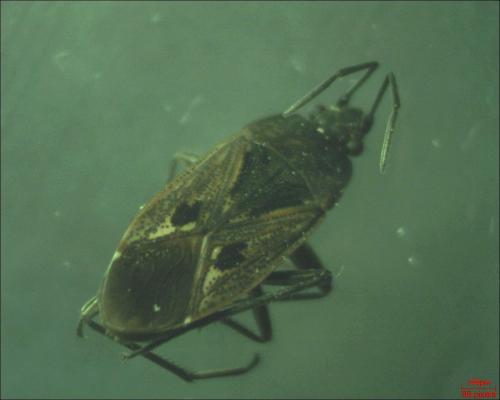 Rhyparochromus pini