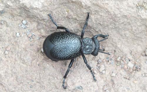 Réf. 178 520 : Meloe tuccius