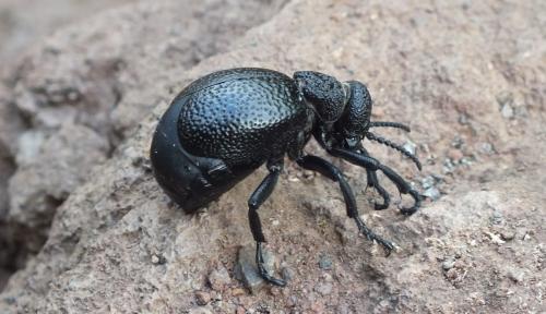 Meloe tuccius