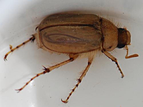 Réf. 178 887 : Rhizotrogus marginipes