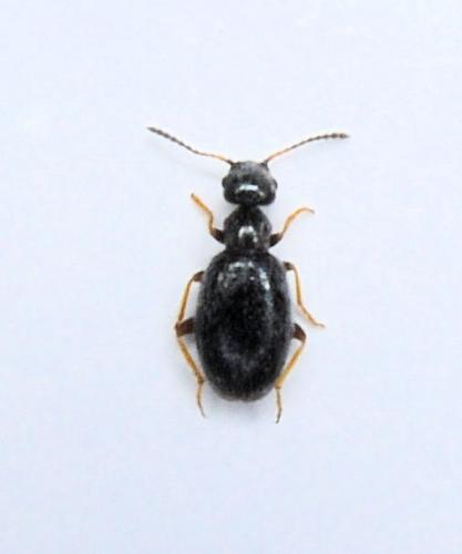 Microhoria plumbea