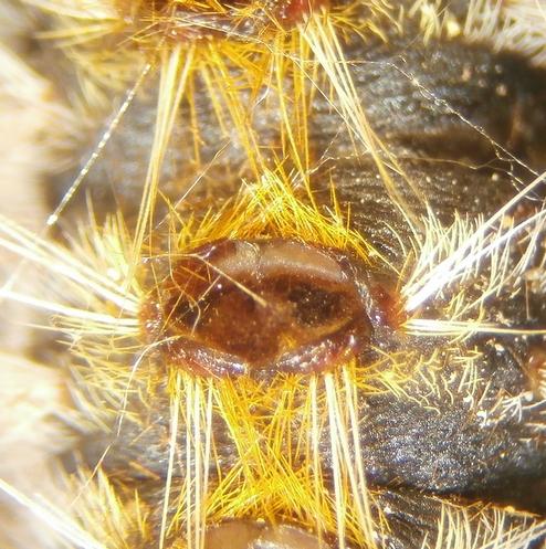Thaumetopoea pityocampa